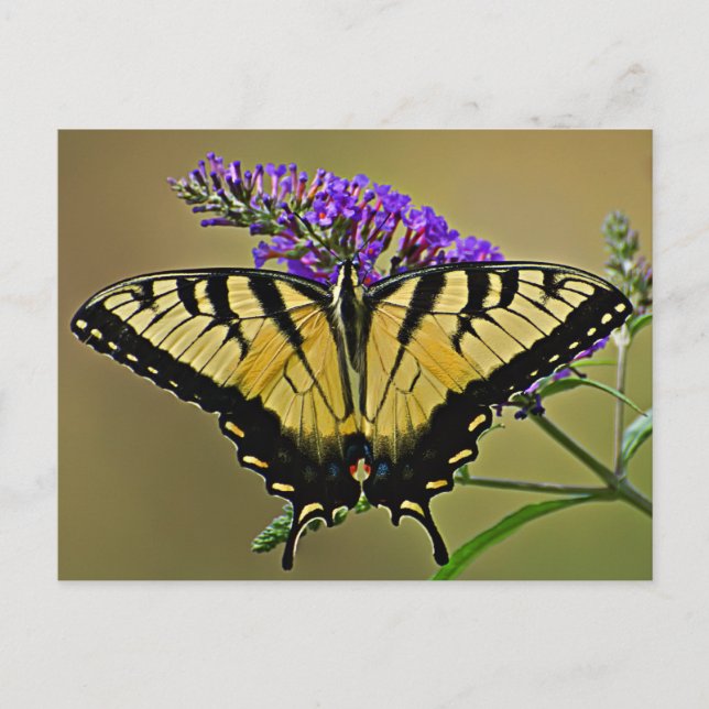 Postal equilibrio (Anverso)