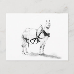 Postal equina del arte del caballo de proyecto de