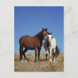 Postal Equine Buddies