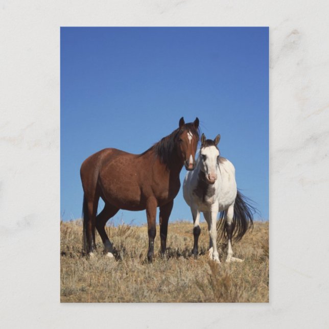 Postal Equine Buddies (Anverso)