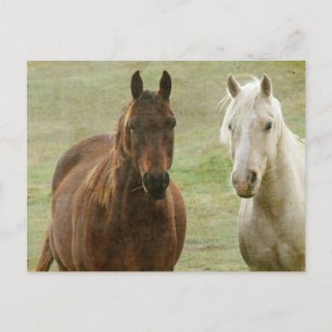 Postal Equine Buddies