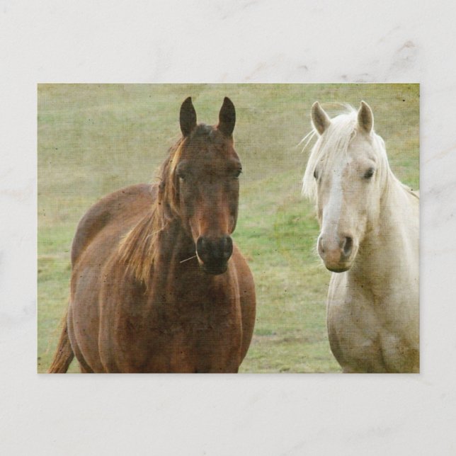 Postal Equine Buddies (Anverso)