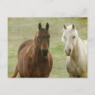 Postal Equine Buddies