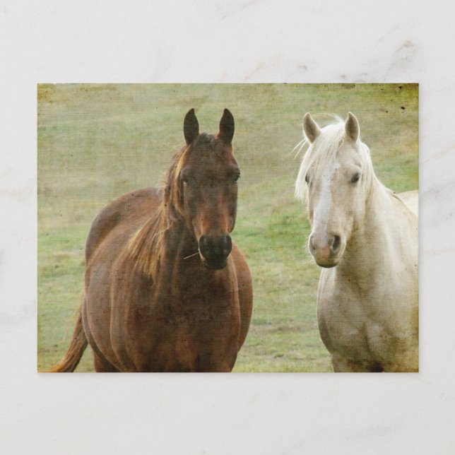 Postal Equine Buddies (Anverso)