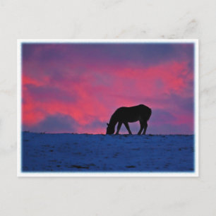 Postal Equine Silhouette