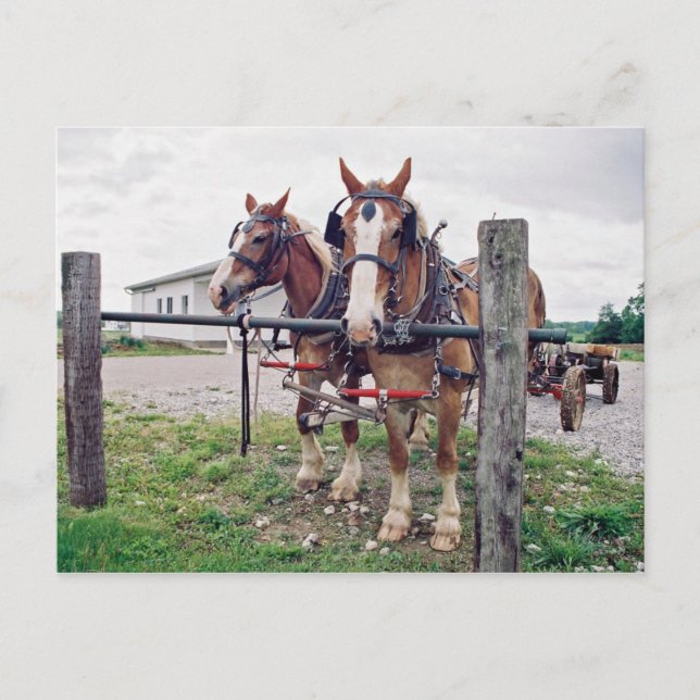 Postal Equipo de Amish en un post impactante (Anverso)