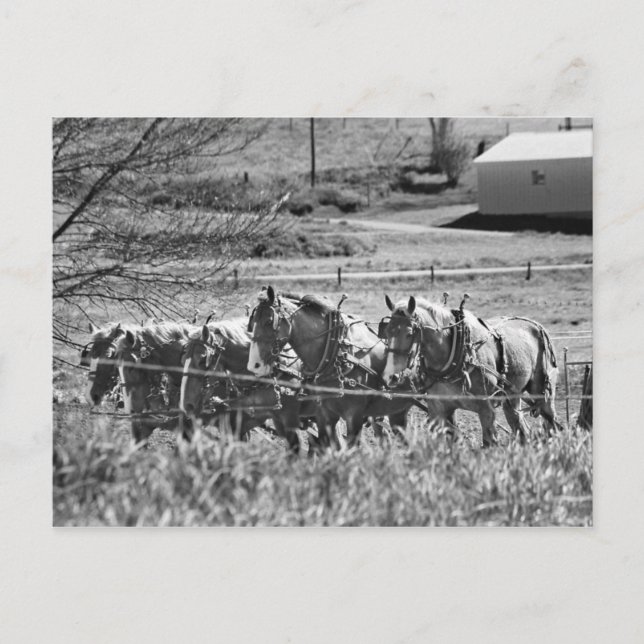 Postal Equipo de borrador Amish en el trabajo (Anverso)