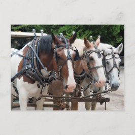 Postal Equipo de Caballo de Carga Gracias