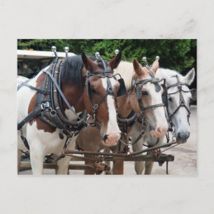 Postal Equipo de Caballo de Carga Gracias
