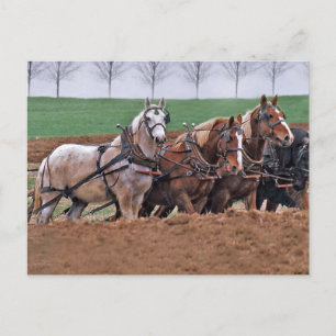 Postal Equipo de caballos(2)-postal