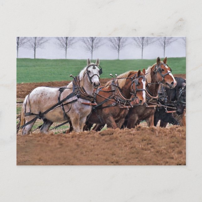 Postal Equipo de caballos(2)-postal (Anverso)