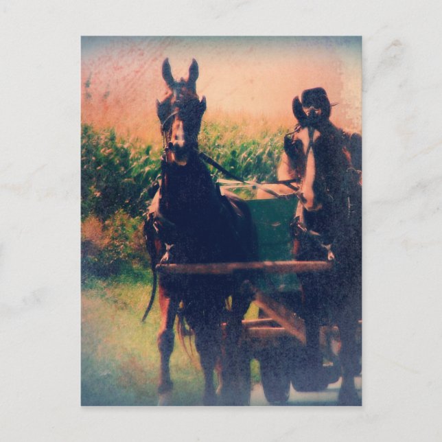Postal Equipo de caballos de Amish (Anverso)