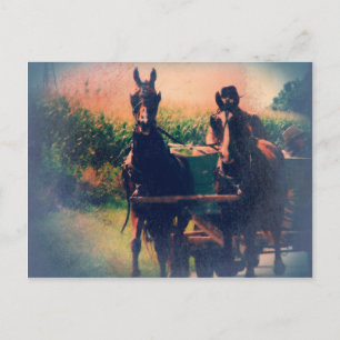 Postal Equipo de caballos de Amish