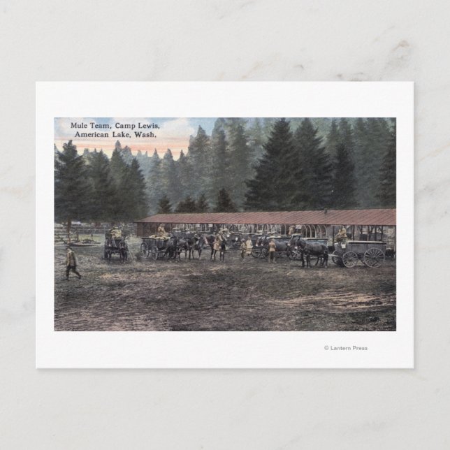 Postal Equipo de mula en el campamento Lewis (Anverso)