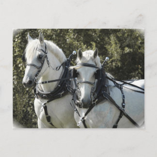 Postal Equipo de Percheron