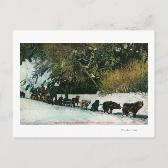 Postal Equipo de perros Yukón que lucha a través del cañó (Anverso)