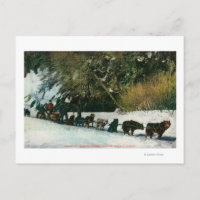 Equipo de perros Yukón que lucha a través del cañó