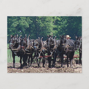 Postal Equipo de seis caballos