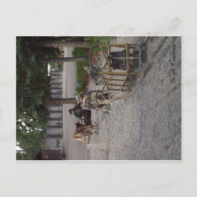 Postal Equipo del perro de trineo en Denali, Alaska (Anverso)