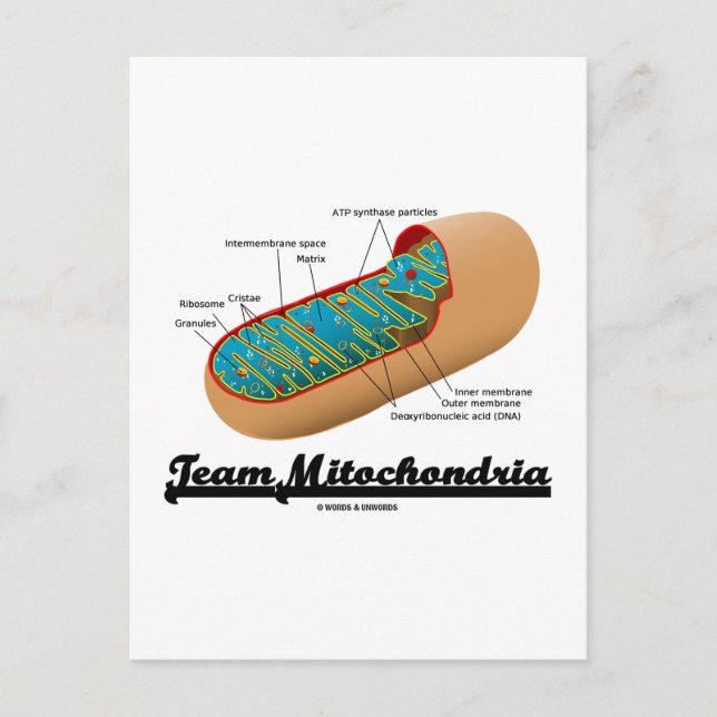 Postal Equipo Mitochondria (Humor Mitochondrion) (Anverso)