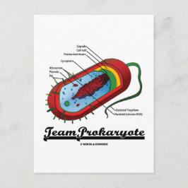 Postal Equipo Prokaryote (bacterias)