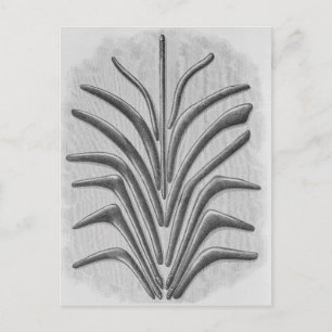 Postal Equipos en forma de boomerang y boomerang