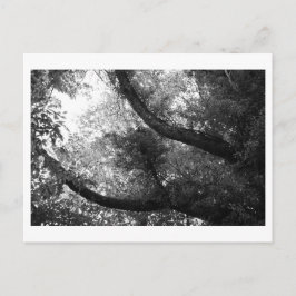 Postal Érase una vez en el bosque
