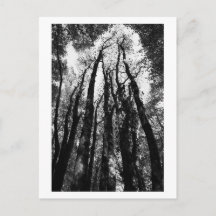 Érase una vez en el bosque