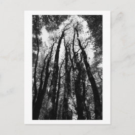 Postal Érase una vez en el bosque