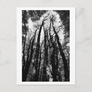 Postal Érase una vez en el bosque