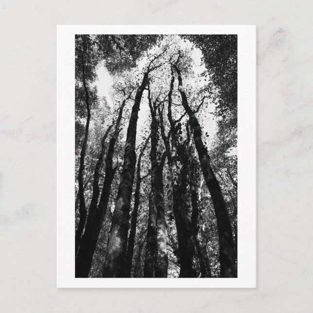 Postal Érase una vez en el bosque (Anverso)