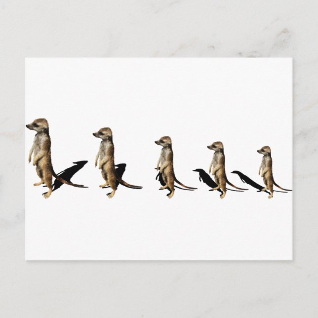 Postal Erdmännchen en Reihe (Anverso)