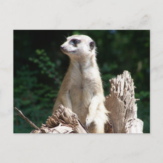 Postal Erdmännnchen