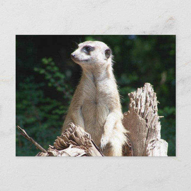 Postal Erdmännnchen (Anverso)