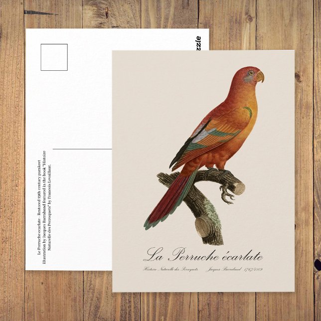 Postal Erecartado de Le Perruche (Red Lory or Eos Bornea, Trichoglossus borneus. Postcard)
