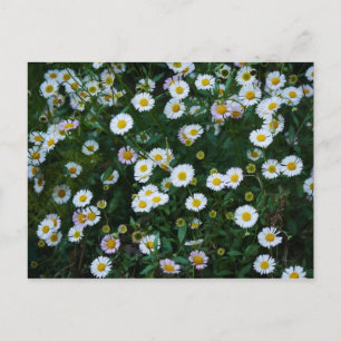 Postal Erigeron Daisies Postcard