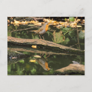 Postal Erithacus rubecula