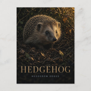 Postal Erizo Bordes de Seto Vida Silvestre ANIMAL