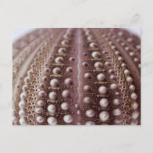 Postal erizo marino