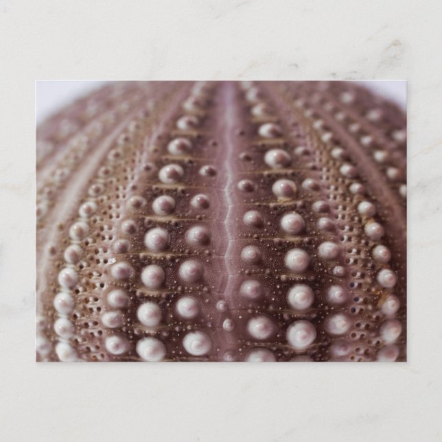 Postal erizo marino (Anverso)