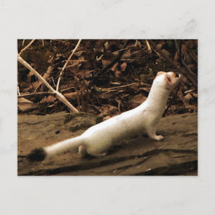 Postal Ermine
