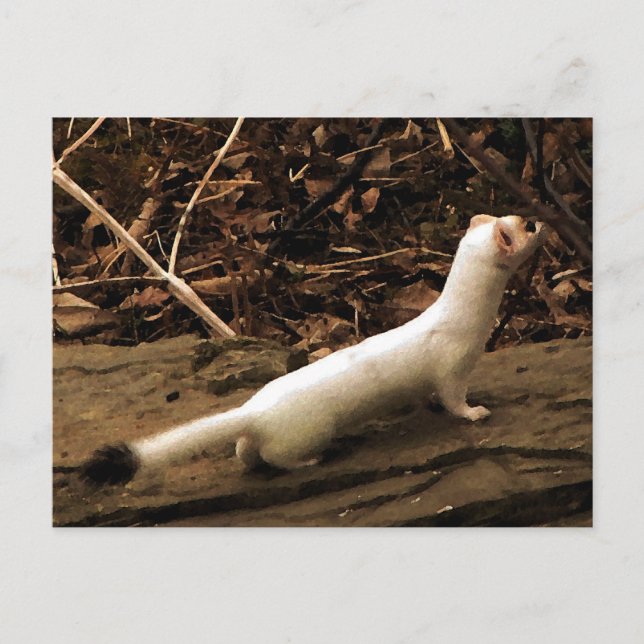 Postal Ermine (Anverso)