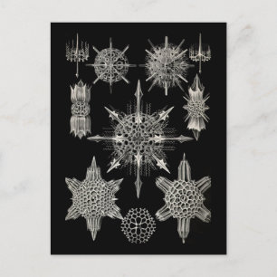 Postal Ernst Haeckel   Acanthophracta