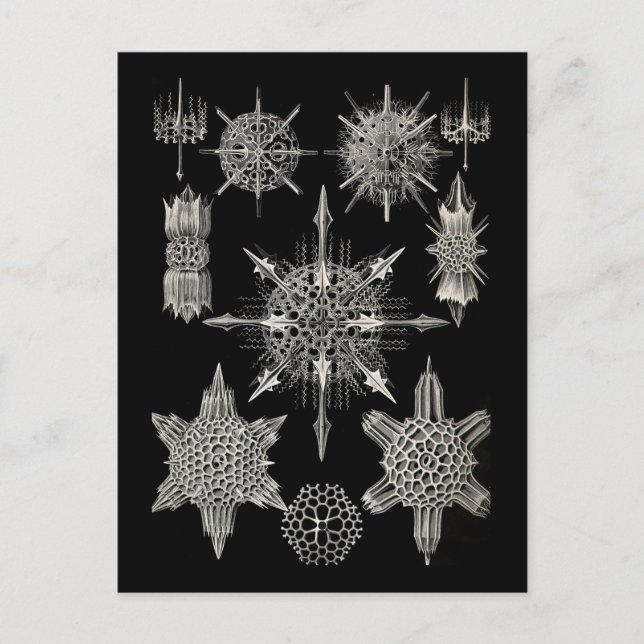 Postal Ernst Haeckel | Acanthophracta (Anverso)