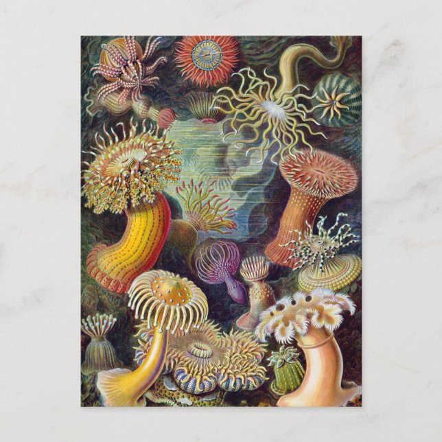 Postal Ernst Haeckel - Actiniae (Anverso)