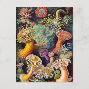 Postal Ernst Haeckel Actiniaea sea anemone