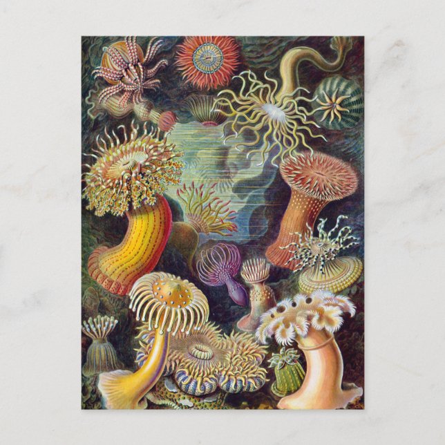 Postal Ernst Haeckel Actiniaea sea anemone (Anverso)