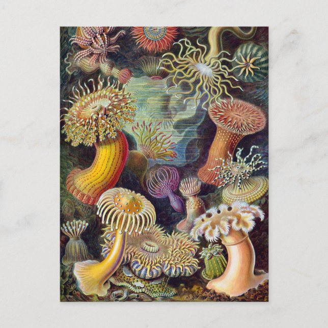 Postal Ernst Haeckel Actiniaea sea anemone (Anverso)