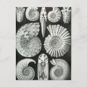 Postal Ernst Haeckel - Ammonitida