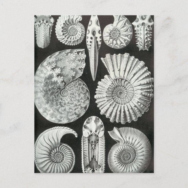Postal Ernst Haeckel - Ammonitida (Anverso)